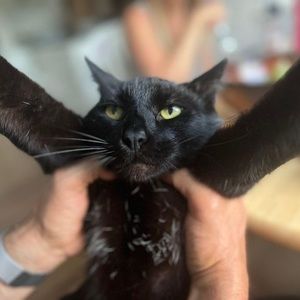 Meet your Posher, Mizter